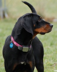 Black and Tan Coonhound-Unknown Mix Dogs for adoption in Springville, NY, USA