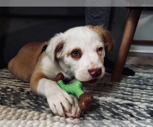 Labrador Retriever-Unknown Mix Dogs for adoption in Tarrytown, GA, USA