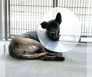 Mutt Dogs for adoption in Downey, CA, USA