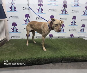 Mutt Dogs for adoption in Orlando, FL, USA