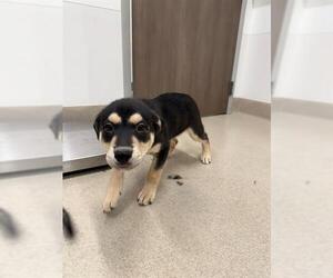 Gerberian Shepsky Dogs for adoption in Baytown, TX, USA