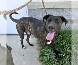 Labrador Retriever-Unknown Mix Dogs for adoption in Long Beach, CA, USA