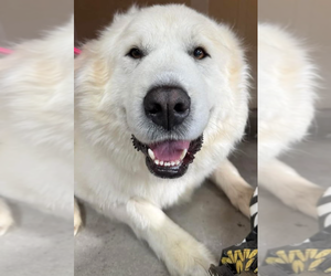 Great Pyrenees Dogs for adoption in Hamilton, MT, USA