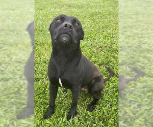 Staffordshire Bull Terrier Dogs for adoption in Rosenberg, TX, USA