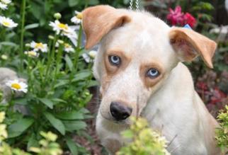 Australian Shepherd-Unknown Mix Dogs for adoption in Northbrook, IL, USA