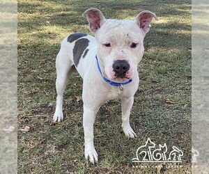 Mutt Dogs for adoption in Irvine, CA, USA