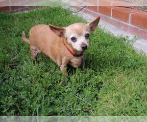Chihuahua Dogs for adoption in Imperial Beach, CA, USA