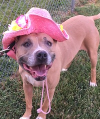 American Pit Bull Terrier Dogs for adoption in Mooresville, IN, USA