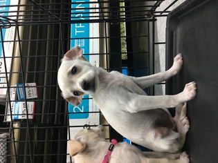 Chihuahua Dogs for adoption in Redondo Beach, CA, USA