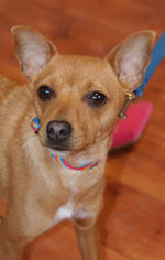 Chipin Dogs for adoption in Prosser, WA, USA