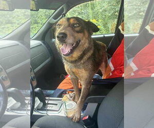 Mutt Dogs for adoption in Garden City, NY, USA