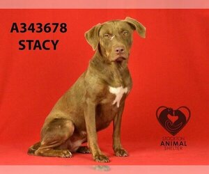 Labrador Retriever-Unknown Mix Dogs for adoption in Stockton, CA, USA