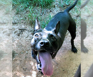 American Pit Bull Terrier-Unknown Mix Dogs for adoption in Rutherfordton, NC, USA