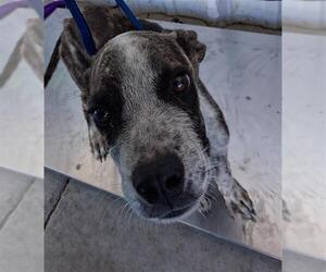 American Pit Bull Terrier-Unknown Mix Dogs for adoption in Bakersfield, CA, USA