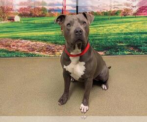 American Pit Bull Terrier Dogs for adoption in Moreno Valley, CA, USA