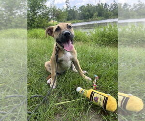 Mutt Dogs for adoption in Tarrytown, GA, USA