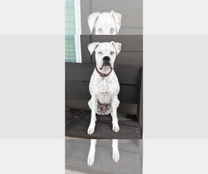Boxer Dogs for adoption in Austin, TX, USA