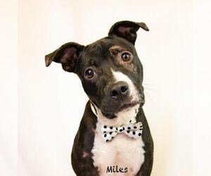 Mutt Dogs for adoption in Hot Springs Village, AR, USA