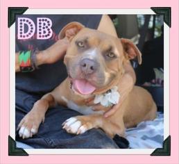 American Pit Bull Terrier Dogs for adoption in Arlington, TX, USA