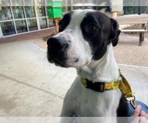 American Staffordshire Terrier-Unknown Mix Dogs for adoption in Grand Prairie, TX, USA