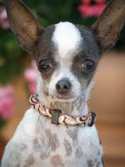 Paperanian Dogs for adoption in Phoenix , AZ, USA