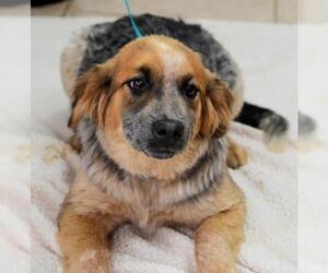 Texas Heeler Dogs for adoption in Bon Carbo, CO, USA