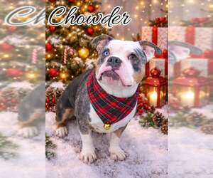 American Pit Bull Terrier-Bulldog Mix Dogs for adoption in Frankenmuth, MI, USA