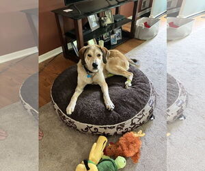 Labrador Retriever-Unknown Mix Dogs for adoption in Plainfield, IL, USA