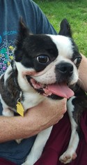 Faux Frenchbo Bulldog Dogs for adoption in Minneapolis, MN, USA