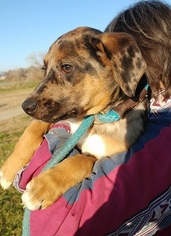 Catahoula Leopard Dog Dogs for adoption in Trenton, MO, USA
