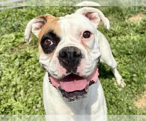 Boxer Dogs for adoption in Pueblo, CO, USA