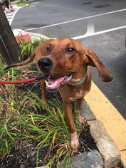 Redbone Coonhound Dogs for adoption in Newfield, NJ, USA