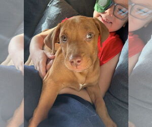 Mutt Dogs for adoption in Germantown, OH, USA