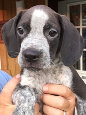 Medium Photo #1 Bluetick Coonhound-Unknown Mix Puppy For Sale in Blossvale, NY, USA