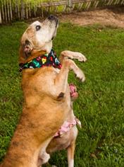 Small American Bulldog-American Staffordshire Terrier Mix