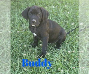Black Mouth Cur-Unknown Mix Dogs for adoption in Monticello, MS, USA