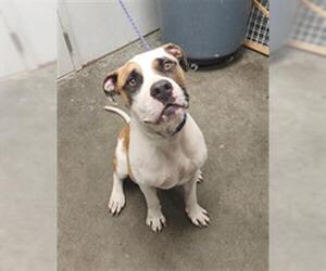 American Staffordshire Terrier-Boxer Mix Dogs for adoption in Rosenberg, TX, USA