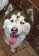 Siberian Husky-Unknown Mix Dogs for adoption in Evanston, IL, USA