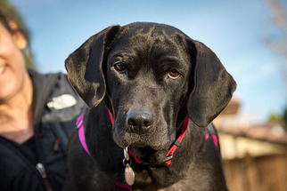 Labrador Retriever-Unknown Mix Dogs for adoption in boulder, CO, USA