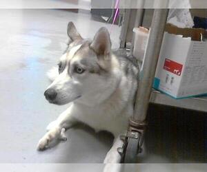 Siberian Husky Dogs for adoption in Fayetteville, NC, USA