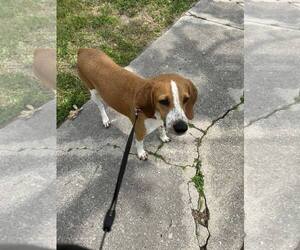 Medium Photo #6 Mutt Puppy For Sale in Oakhurst, NJ, USA