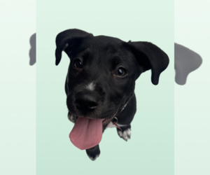 Labrador Retriever-Unknown Mix Dogs for adoption in Rockville, MD, USA