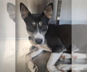 Rottweiler-American Pit Bull Terrier Dogs for adoption in Corpus Christi, TX, USA