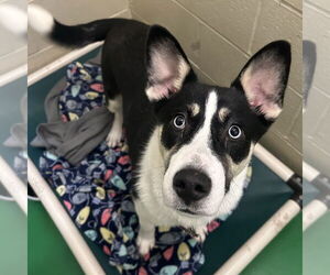 Mutt Dogs for adoption in Rohnert Park, CA, USA