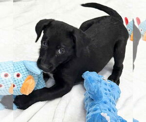 Labrador Retriever-Unknown Mix Dogs for adoption in Mechanicsburg, PA, USA