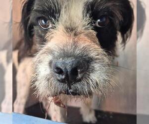 Miniature Schnauzer-Unknown Mix Dogs for adoption in San Antonio, TX, USA