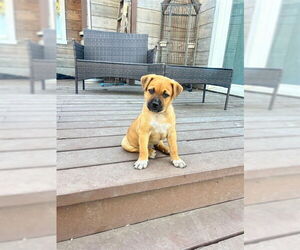 Mutt Dogs for adoption in Camarillo, CA, USA