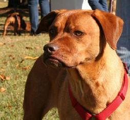 Labralas Dogs for adoption in West Columbia, SC, USA