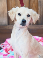 View Ad Golden Cavalier Dog For Adoption Near California Palo Alto Usa Adn 698706