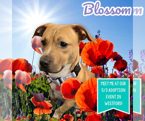 Dachshund-Unknown Mix Dogs for adoption in Boston, MA, USA